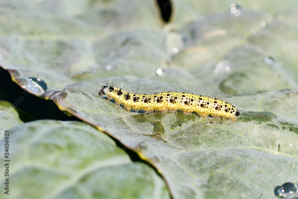 small yellow cutworm crawling on a cabbage