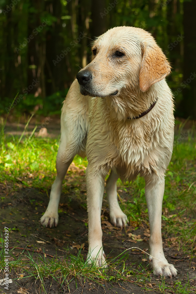 Wet yellow lab after bath in lake