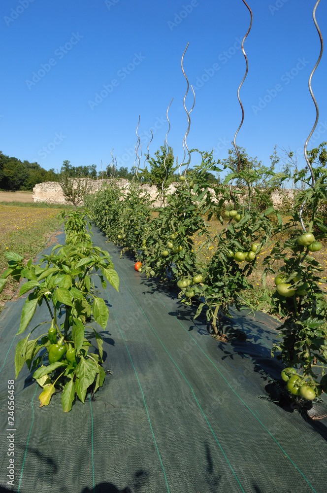 jardin potager sur bâche Photos | Adobe Stock
