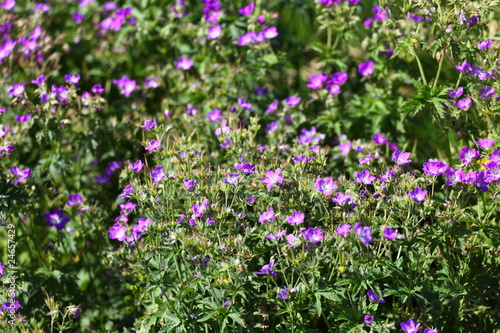 Fototapeta Naklejka Na Ścianę i Meble -  géranium vivace