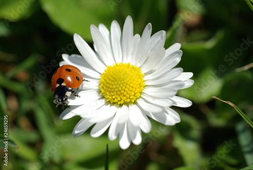 Marienkäfer auf Ganseblümchen