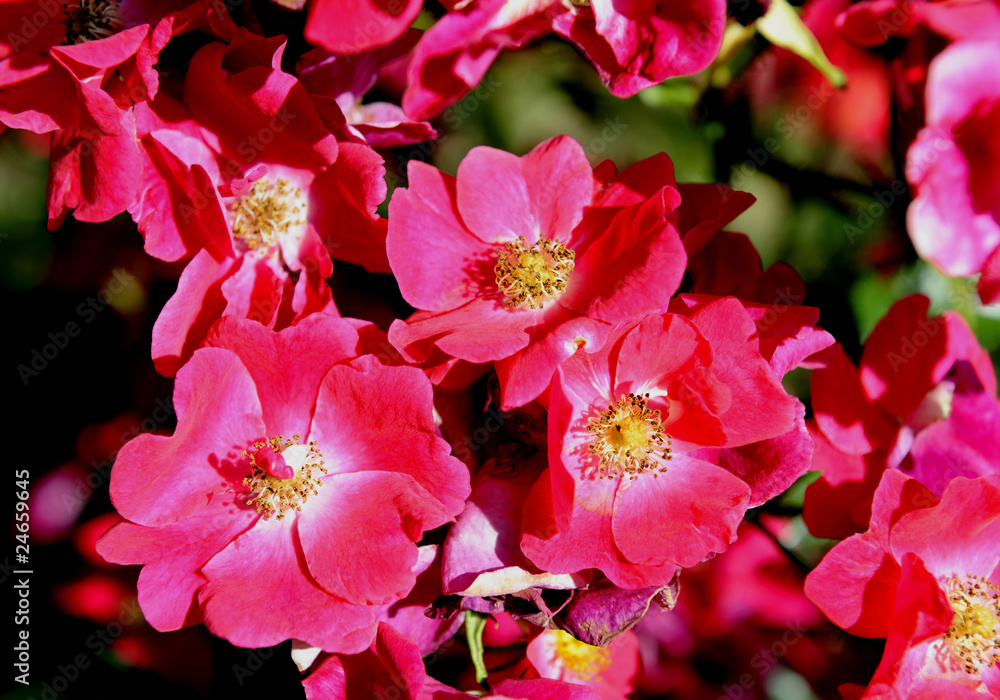 Obraz premium Rosen_d2845