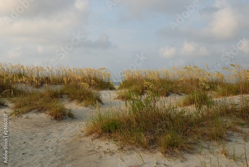 Fotografija Sea Oats
