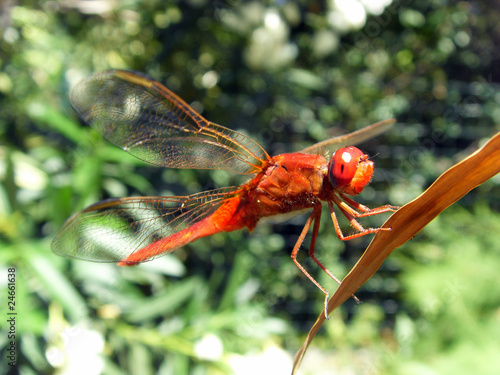 libellule rouge photo