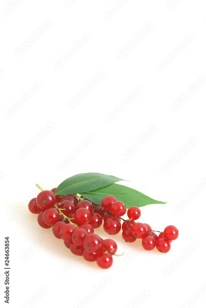 Johannisbeeren Johannisbeeren