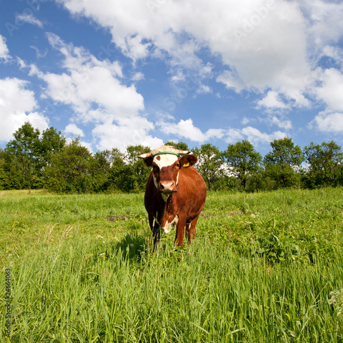 Cow on green meadow © majeczka