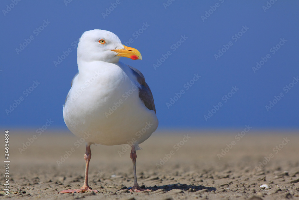 Möwe Möwe