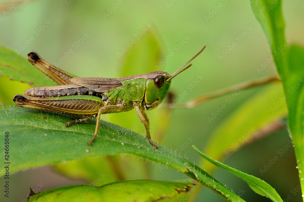 Green grasshopper closeup on mild green background Green grasshopper closeup on mild green background