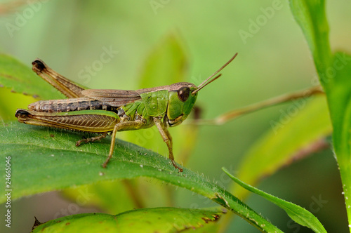 Green grasshopper closeup on mild green background