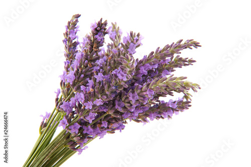 Lavender from the Provence