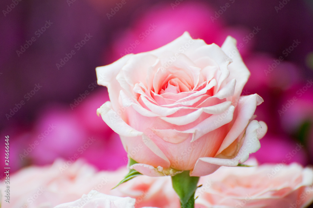 One pink rose above