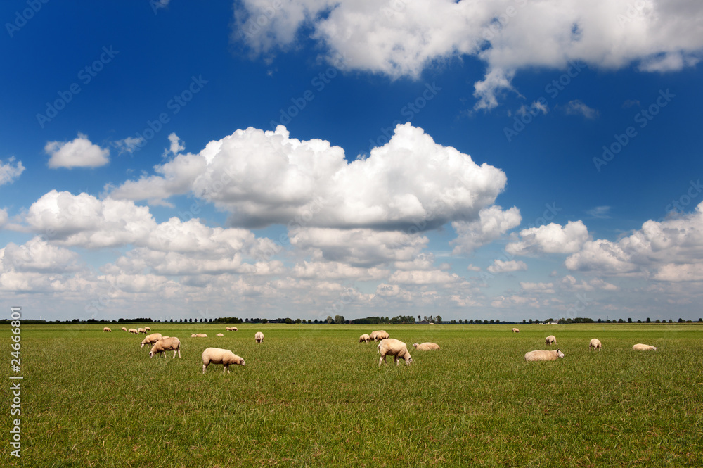 Obraz premium Sheep in flat landscape