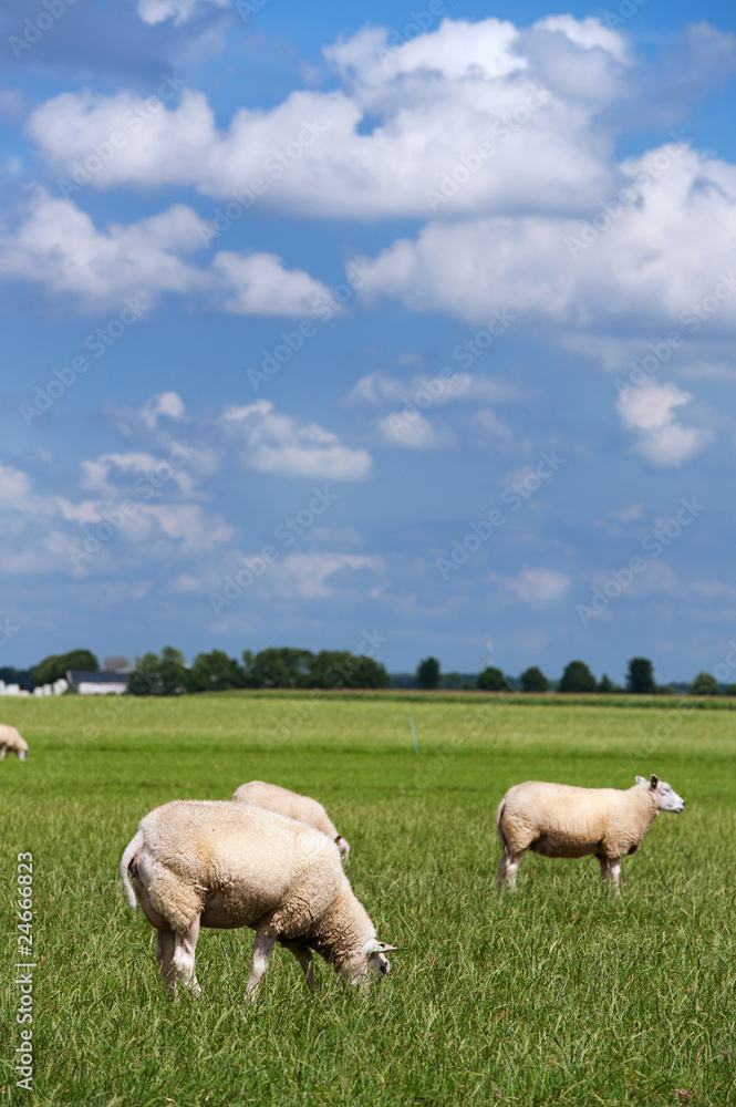 Sheep in flat landscape
