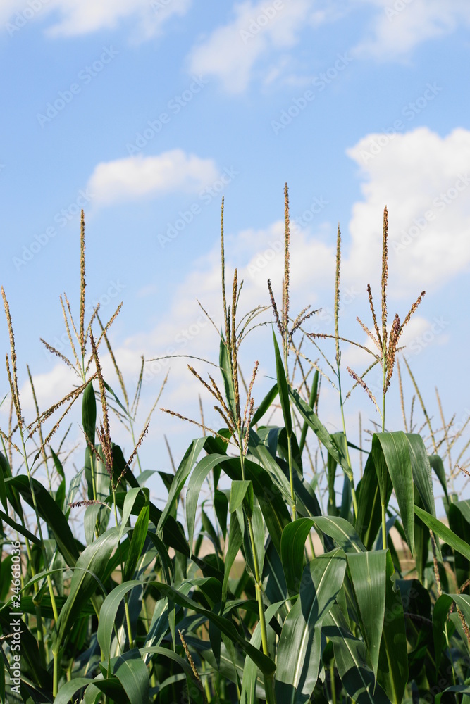 Fototapeta premium Maispflanzen, männliche Blütenstände