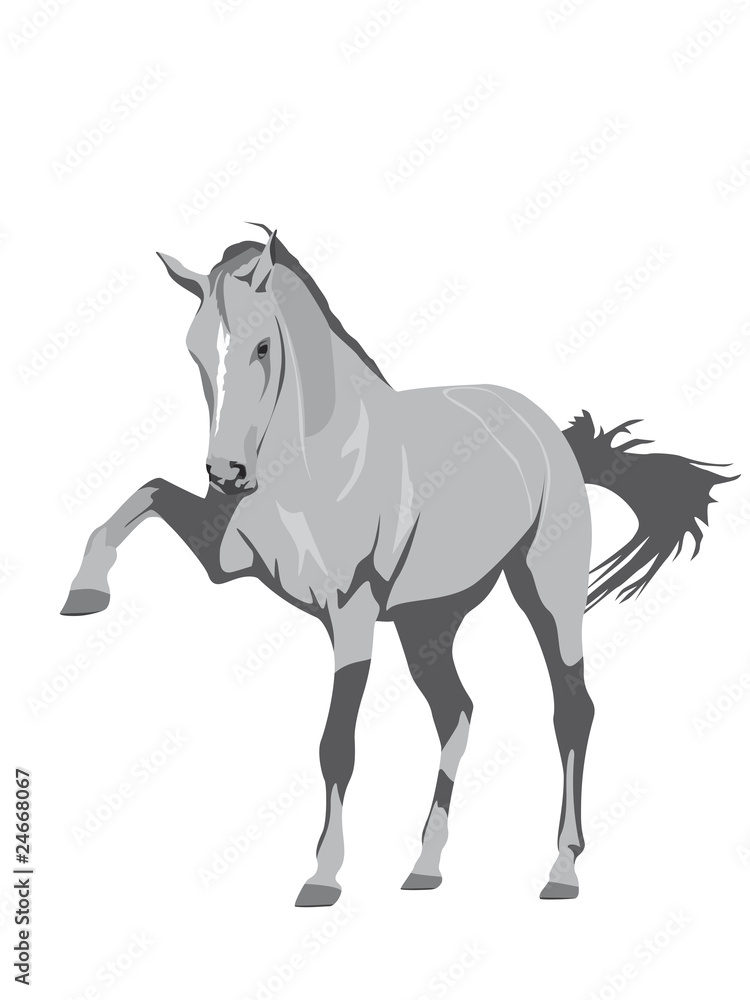 gray mare gray mare
