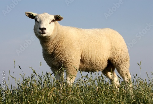 Schaf auf Deich