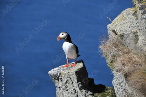 papageientaucher Island