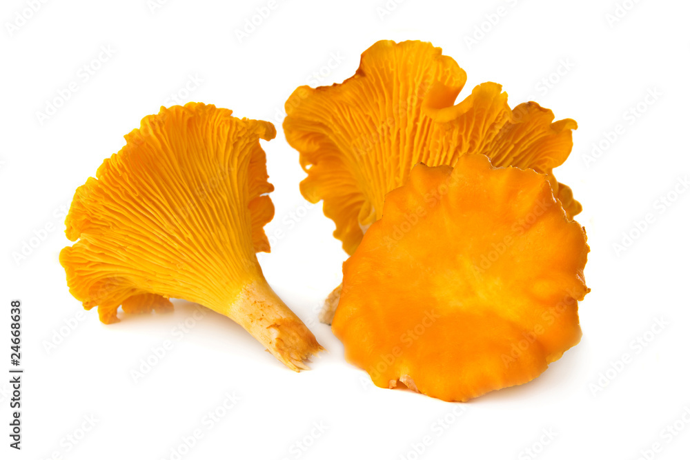 Three chanterelles Three chanterelles