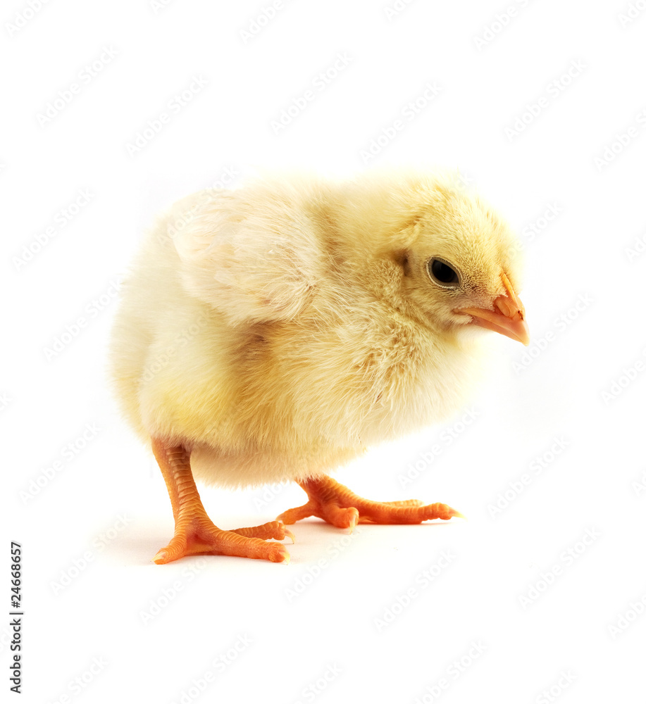 The yellow small chick The yellow small chick