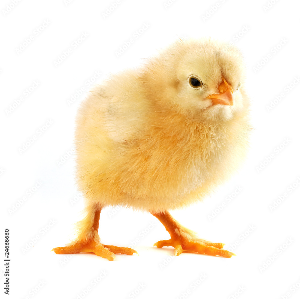 Obraz premium The yellow small chick