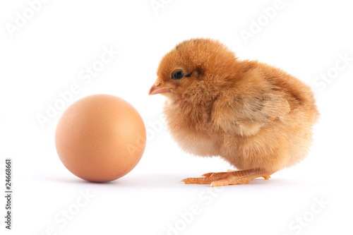 The yellow small chick with egg