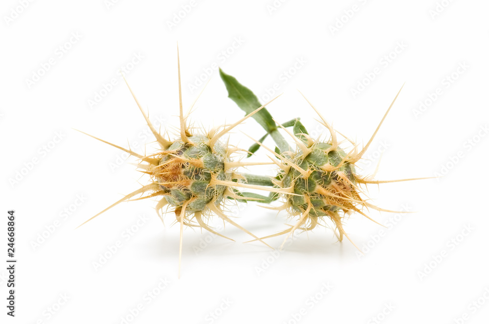 cardo en fondo blanco