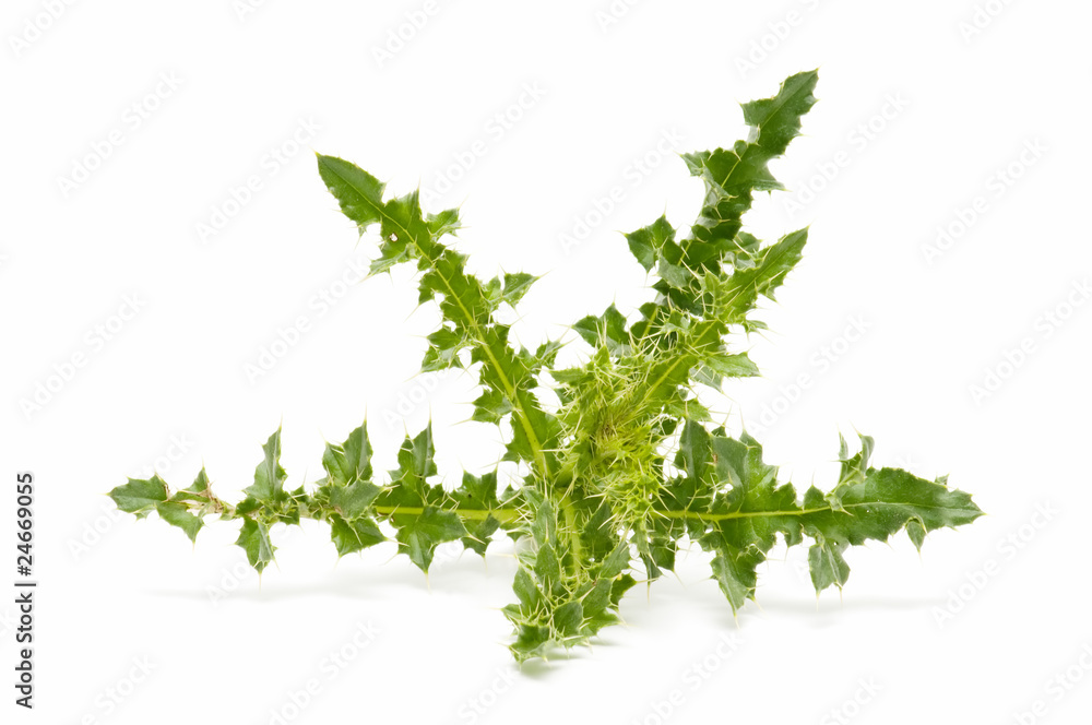 cardo cardo