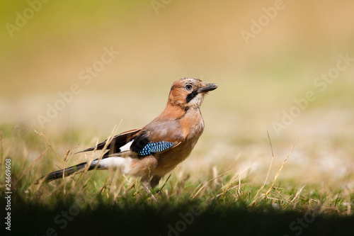 geai oiseau des chênes corvidé Garrulus glandarius