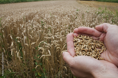 grain © Bram J. Meijer