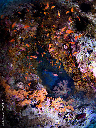 Small cave full of colorful corals and fishes