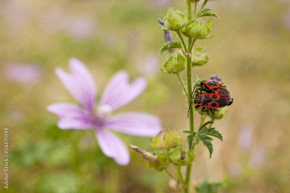 Coleotteri Trichodes Coleotteri Trichodes