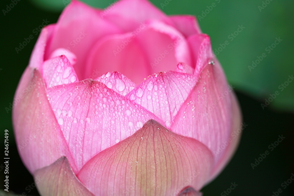 蓮花 (東京・上野不忍池)