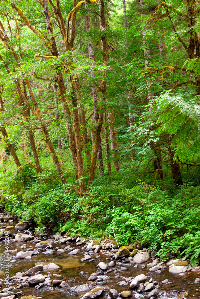 Green trees and creek Green trees and creek