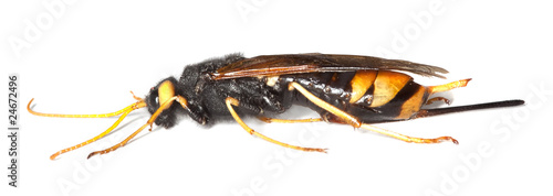 Giant woodwasp (Urocerus gigas) photo