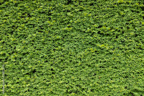 Green natural background