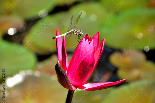 Lily and Dragonfly photo