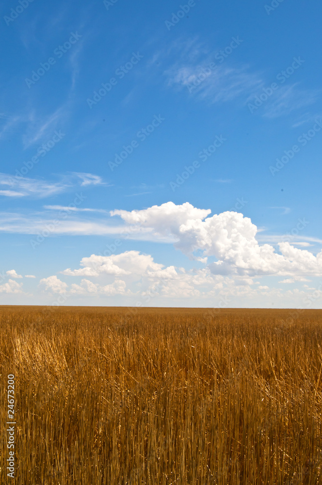 Field of straw in southern Colorado, USA