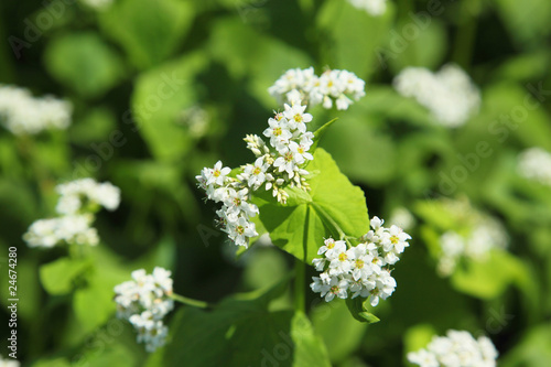 ソバの花
