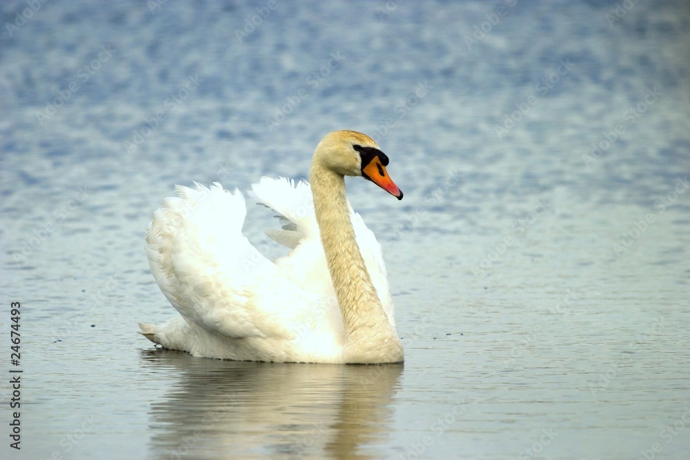 Naklejka premium bird