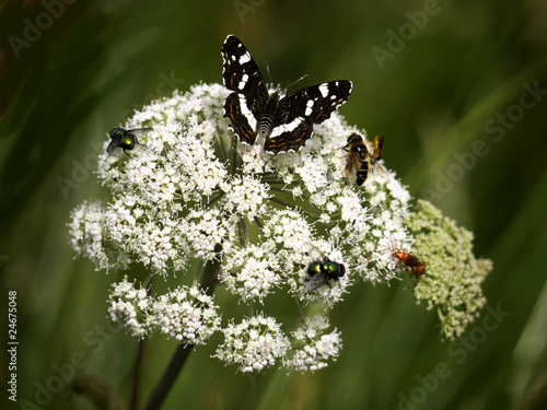 Schmetterling-Wespe-Fliegen photo