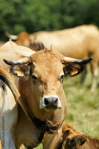 Animal ferme vache 35