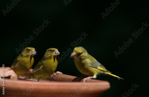 3 Grünfinken © Sulabaja