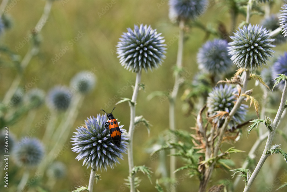 Beetle on prickly flower Beetle on prickly flower