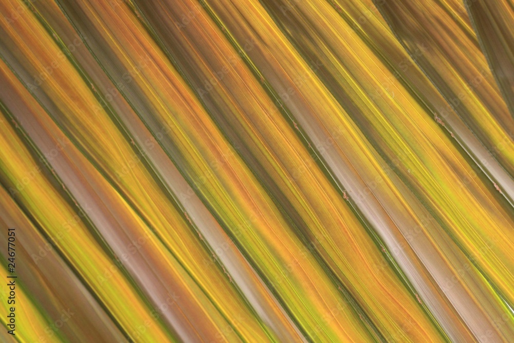 Obraz premium Palmenblätter