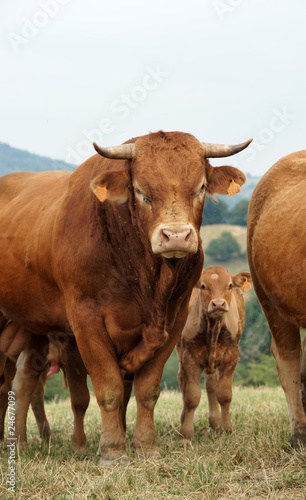 Animal ferme vache 39