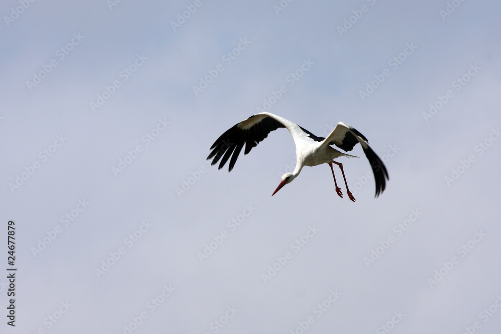 Storch