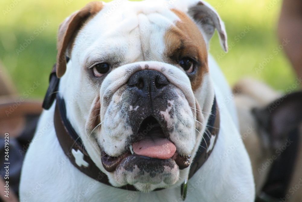 Englische Bulldogge - Bulldog