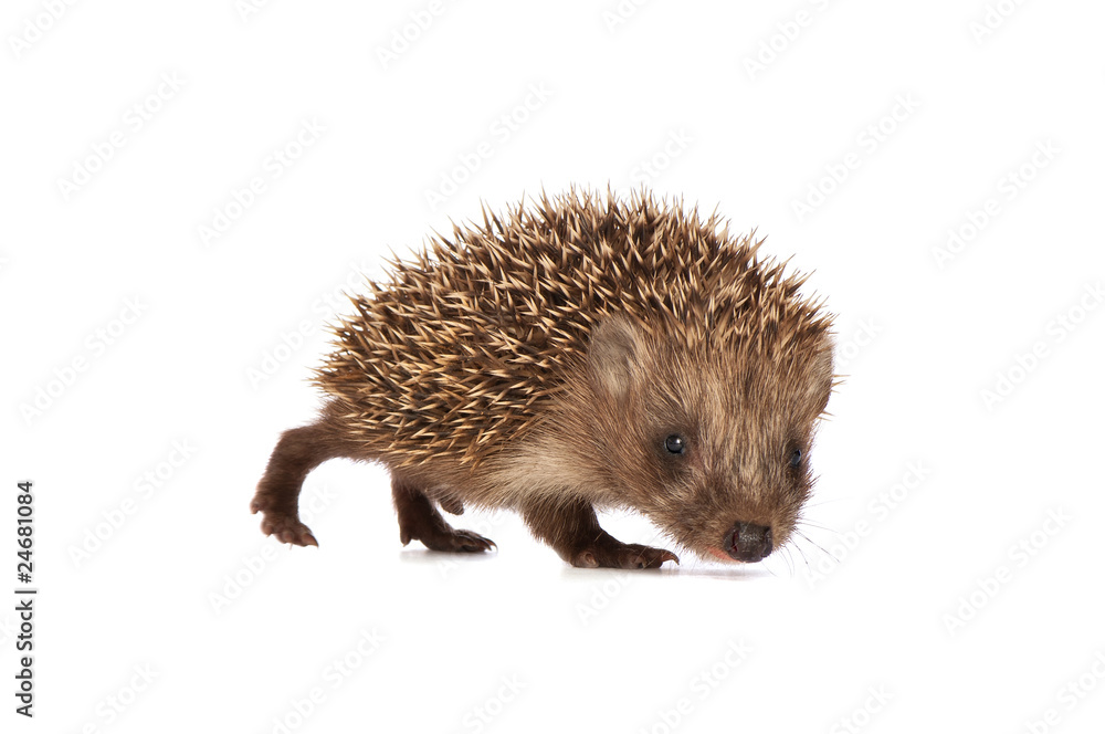 Fototapeta premium Small hedgehog