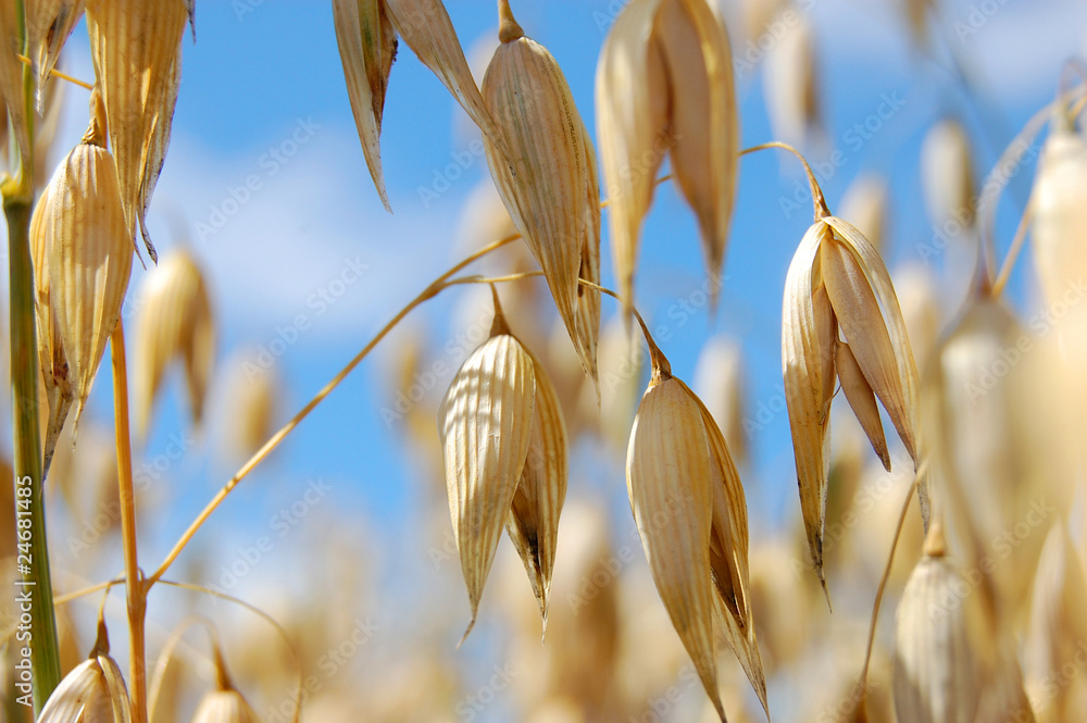 Obraz premium Mich sticht der Hafer