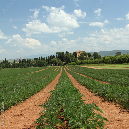rows of tomatoes  Italy